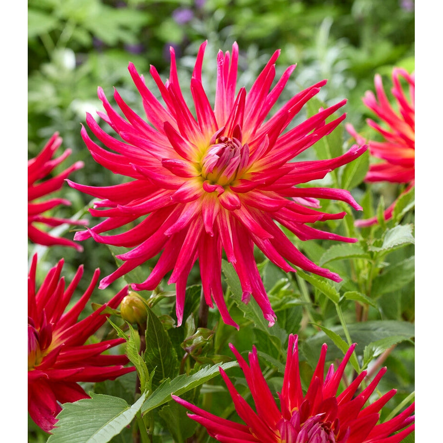 Dahlia Cactus Bora Bora 1-pak NYHET